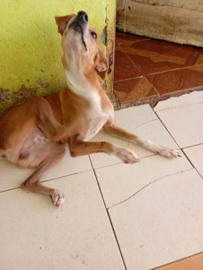 Cachorro raça SRD-ViraLata idade 2 a 6 meses nome Ohana, Lala, Cruel e outros 2 filhotes que não tem nome nome 