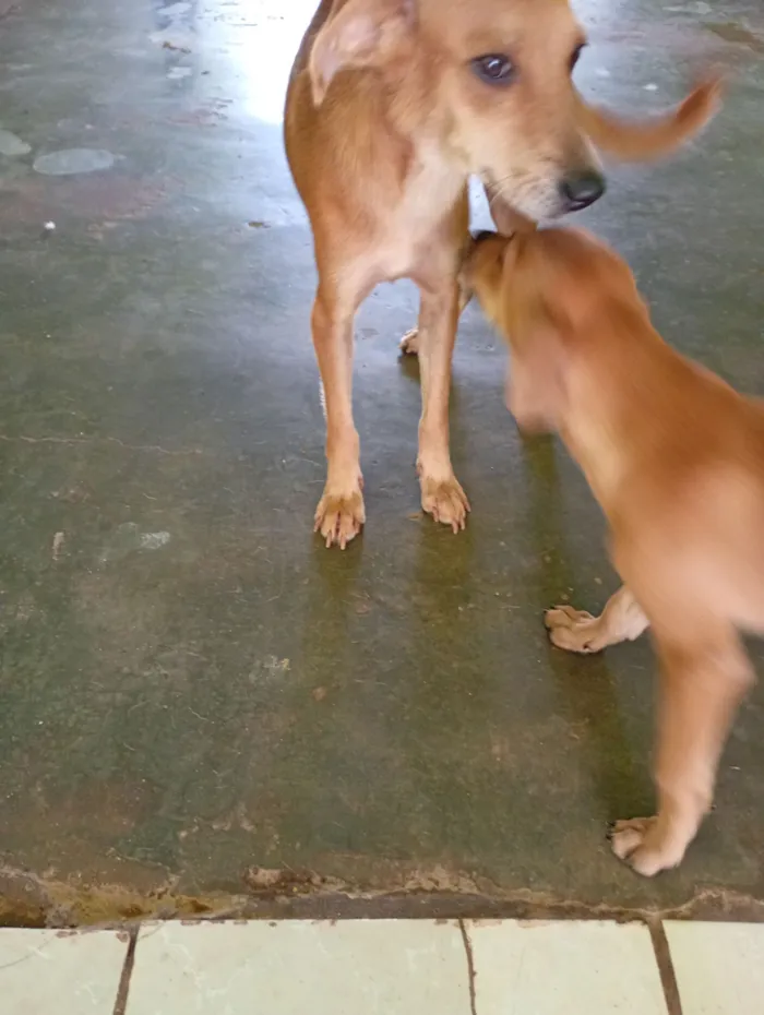 Cachorro raça SRD-ViraLata idade 2 a 6 meses nome Ohana, Lala, Cruel e outros 2 filhotes que não tem nome nome 