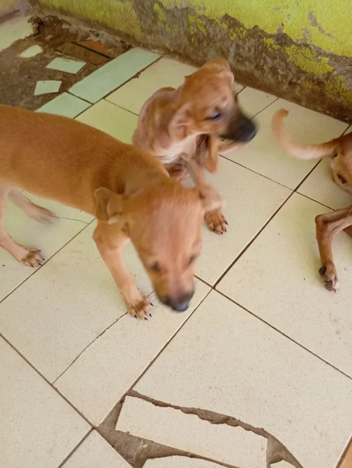 Ohana, Lala, Cruel e outros 2 filhotes que não tem nome nome 