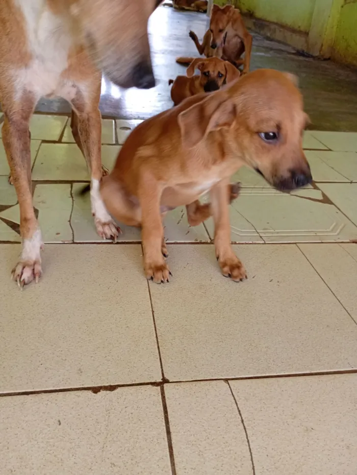 Ohana, Lala, Cruel e outros 2 filhotes que não tem nome nome 