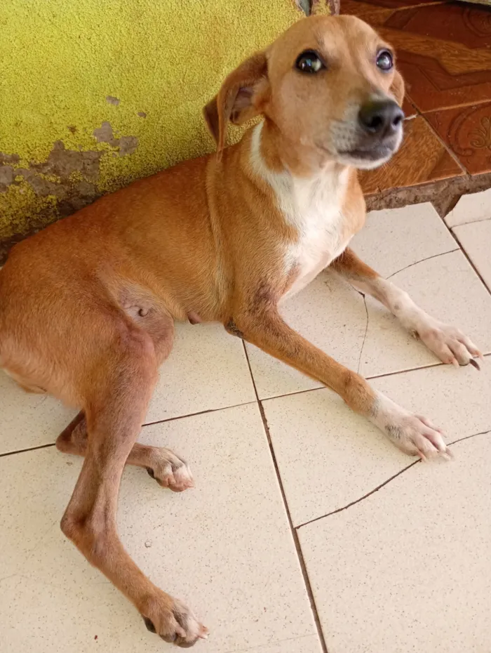 Cachorro raça SRD-ViraLata idade 2 a 6 meses nome Ohana, Lala, Cruel e outros 2 filhotes que não tem nome nome 