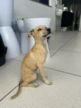 Cachorro raça SRD-ViraLata idade 2 a 6 meses nome Pequena 