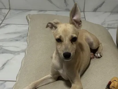 Cachorro raça SRD-ViraLata idade 2 a 6 meses nome Pequena 