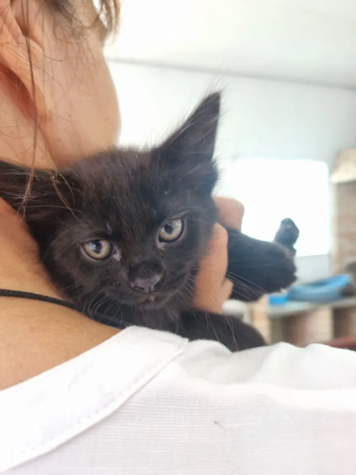 Gato raça SRD-ViraLata idade Abaixo de 2 meses nome Lua