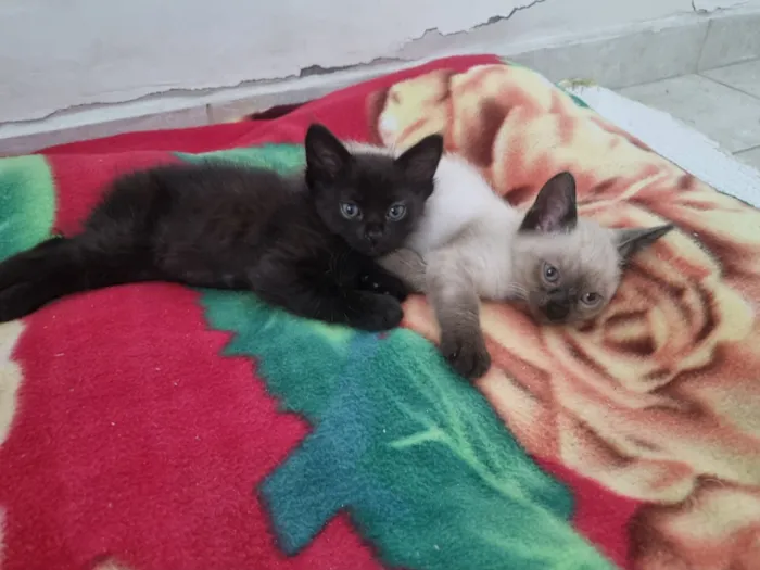 Gato raça SRD-ViraLata idade Abaixo de 2 meses nome Lua