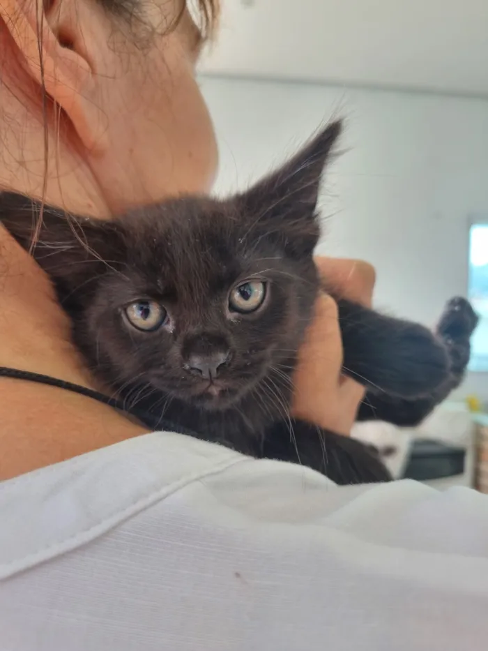 Gato raça SRD-ViraLata idade Abaixo de 2 meses nome Lua