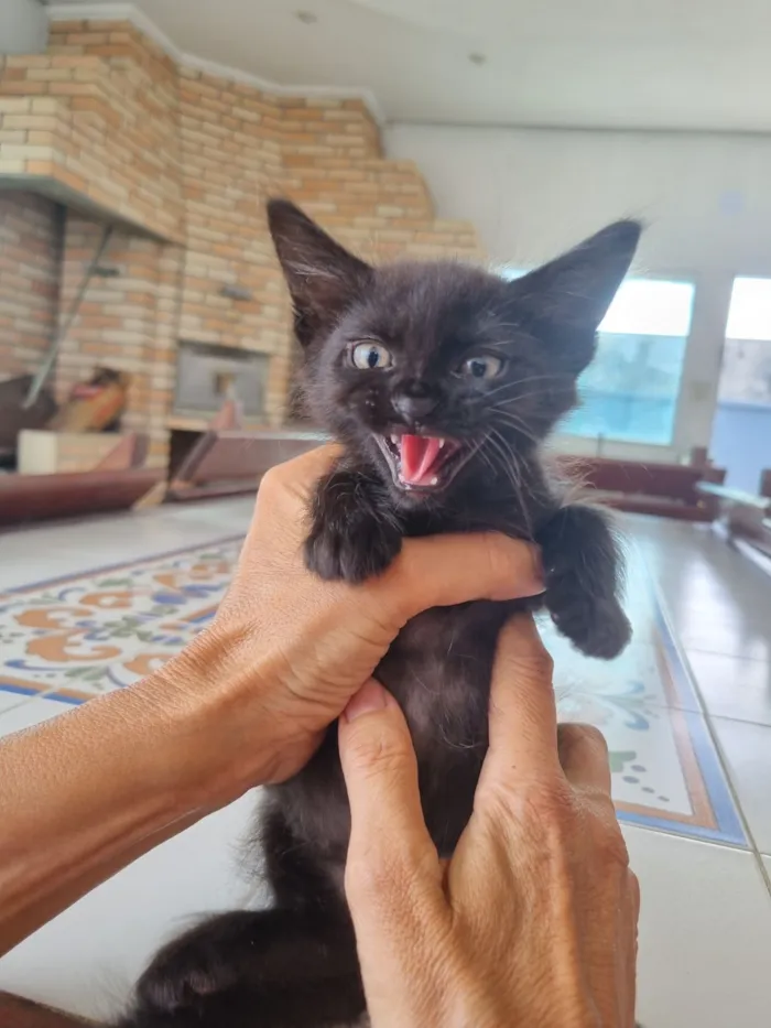 Gato raça SRD-ViraLata idade Abaixo de 2 meses nome Lua