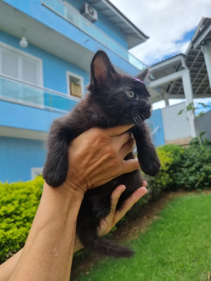 Gato raça SRD-ViraLata idade Abaixo de 2 meses nome Lua