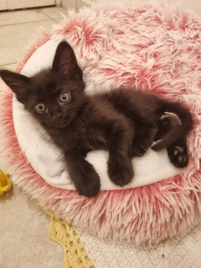 Gato raça SRD-ViraLata idade Abaixo de 2 meses nome Lua