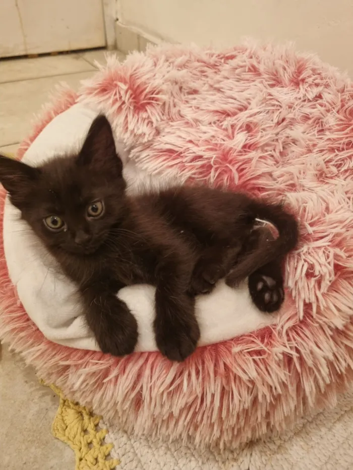 Gato raça SRD-ViraLata idade Abaixo de 2 meses nome Lua