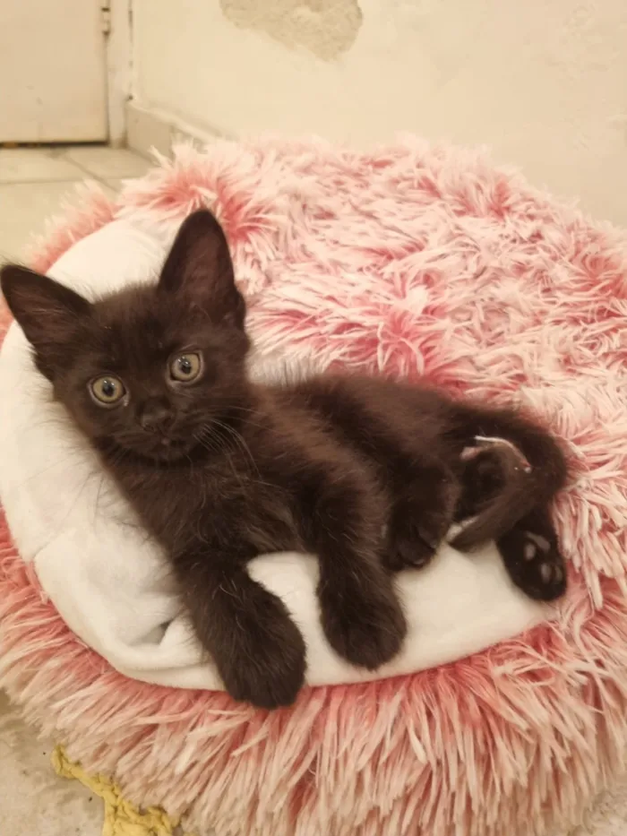 Gato raça SRD-ViraLata idade Abaixo de 2 meses nome Lua