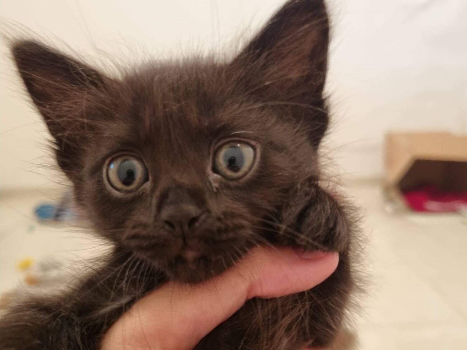 Gato raça SRD-ViraLata idade Abaixo de 2 meses nome Lua