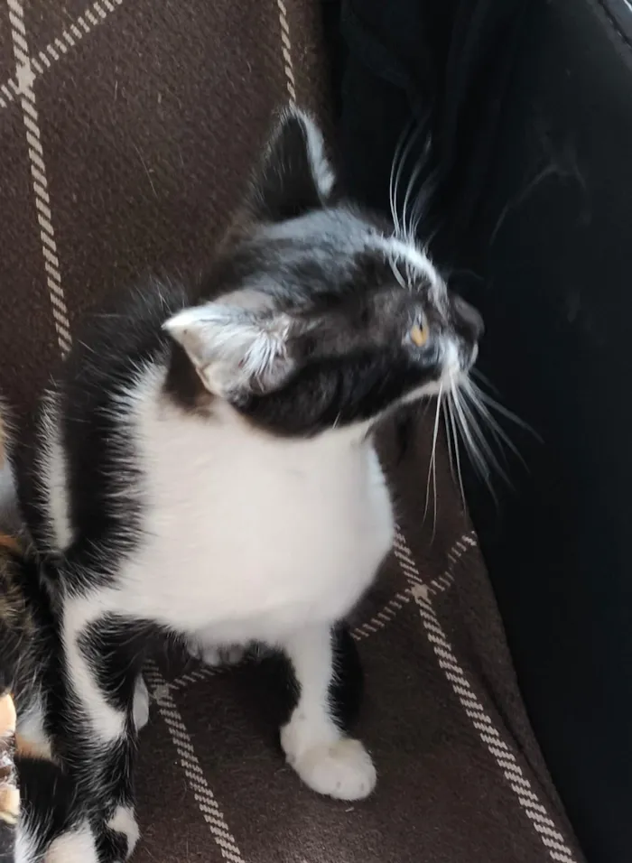 Gato raça SRD-ViraLata idade 2 a 6 meses nome Lilica