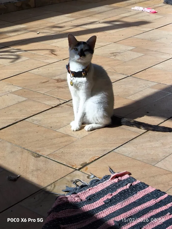 Gato raça SRD-ViraLata idade 2 anos nome Lily