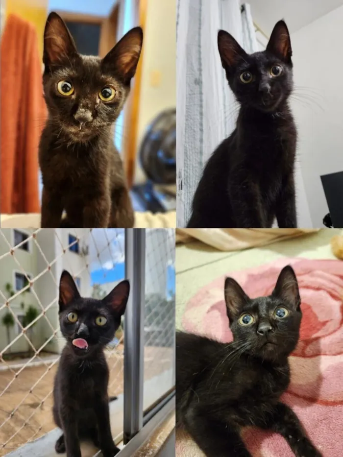 Gato raça SRD-ViraLata idade 2 a 6 meses nome Ulisses