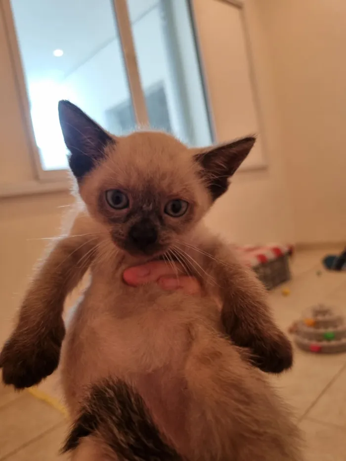 Gato raça SRD-ViraLata idade Abaixo de 2 meses nome Sol