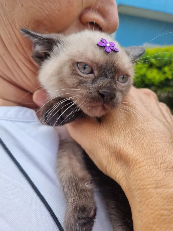 Gato raça SRD-ViraLata idade Abaixo de 2 meses nome Sol