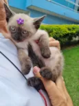 Gato raça SRD-ViraLata idade Abaixo de 2 meses nome Sol