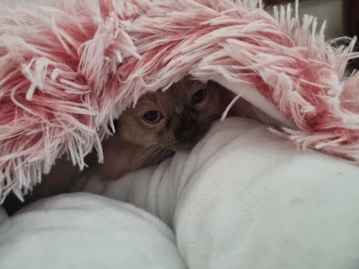 Gato raça SRD-ViraLata idade Abaixo de 2 meses nome Sol