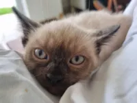 Gato raça SRD-ViraLata idade Abaixo de 2 meses nome Sol