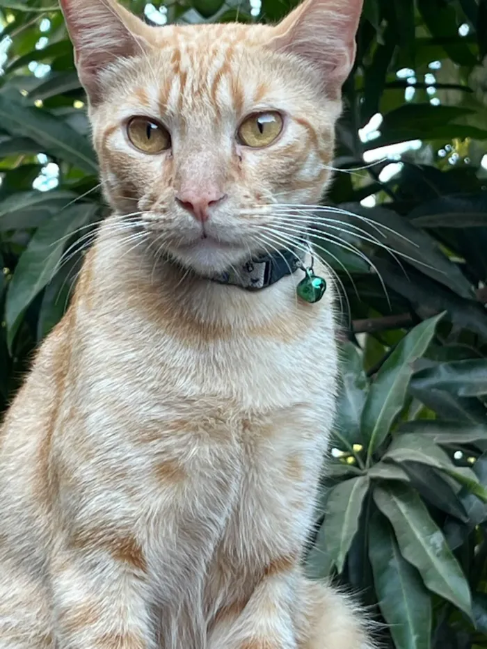 Gato raça SRD-ViraLata idade 2 anos nome Júpiter 