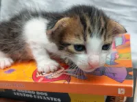 Gato raça Siamês idade Abaixo de 2 meses nome Nenéns 