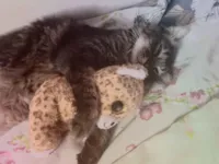 Gato raça SRD-ViraLata idade Abaixo de 2 meses nome Paolo