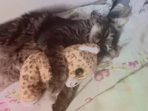 Gato raça SRD-ViraLata idade Abaixo de 2 meses nome Paolo