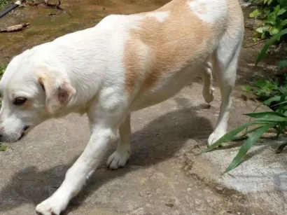 Cachorro raça Labrador idade 3 anos nome Luna