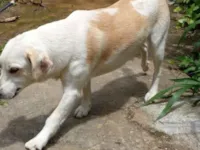 Cachorro raça Labrador idade 3 anos nome Luna