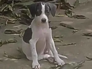 Cachorro raça SRD-ViraLata idade 2 a 6 meses nome Não tem nome 