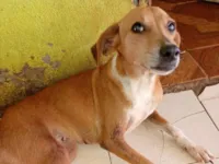 Ohana, Lala, Cruel e outros 2 filhotes que não tem nome nome 