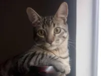 Gato raça SRD-ViraLata idade 7 a 11 meses nome Ibra 