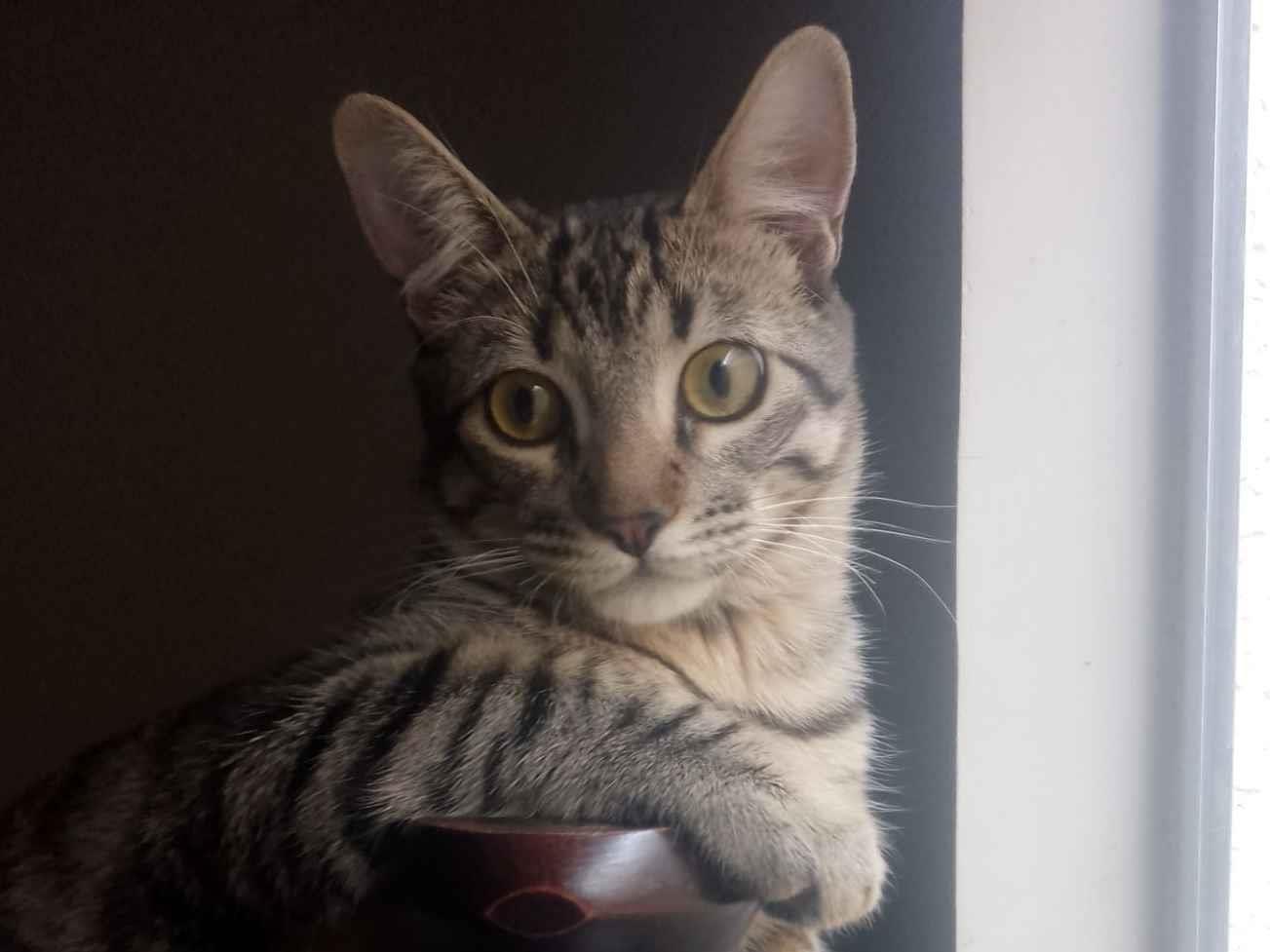 Gato raça SRD-ViraLata idade 7 a 11 meses nome Ibra 