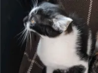 Gato raça SRD-ViraLata idade 2 a 6 meses nome Lilica