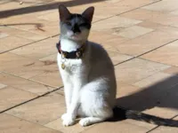 Gato raça SRD-ViraLata idade 2 anos nome Lily