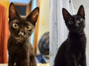 Gato raça SRD-ViraLata idade 2 a 6 meses nome Ulisses