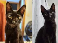 Gato raça SRD-ViraLata idade 2 a 6 meses nome Ulisses