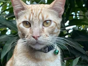 Gato raça SRD-ViraLata idade 2 anos nome Júpiter 