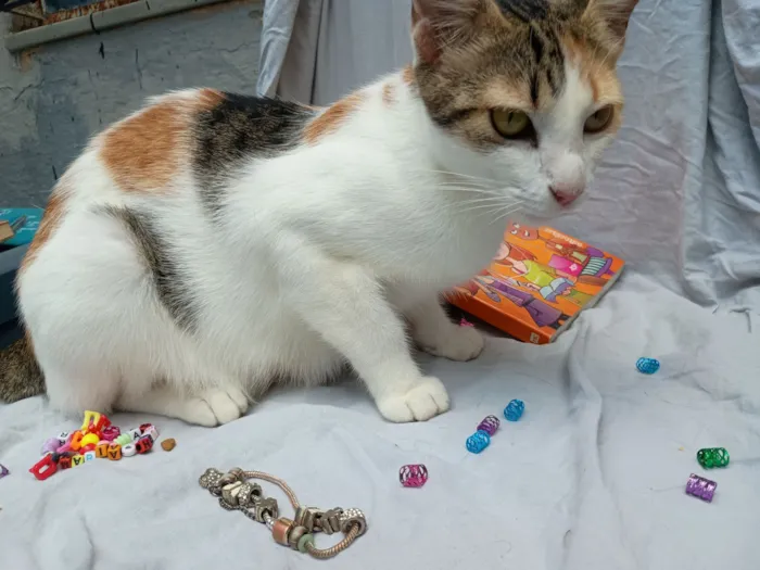 Gato raça SRD-ViraLata idade Abaixo de 2 meses nome Diamantes da temporada 