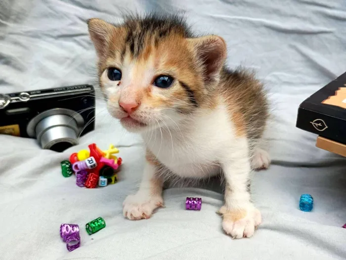 Gato raça SRD-ViraLata idade Abaixo de 2 meses nome Diamantes da temporada 