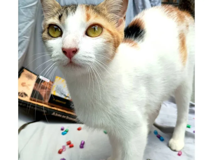 Gato raça SRD-ViraLata idade Abaixo de 2 meses nome Diamantes da temporada 