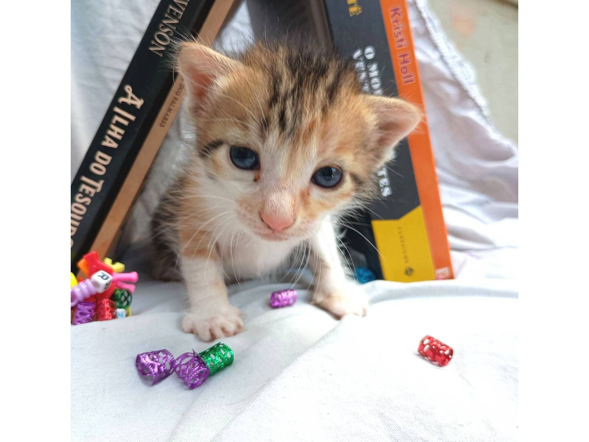 Gato raça SRD-ViraLata idade Abaixo de 2 meses nome Diamantes da temporada 