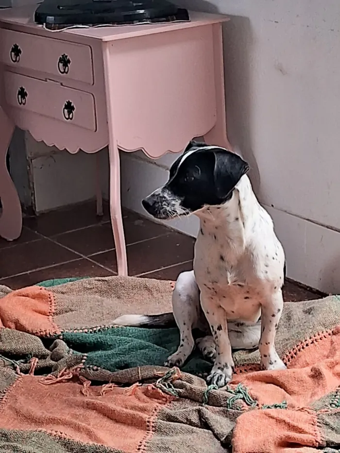 Cachorro raça Dálmata idade 7 a 11 meses nome Kyla 