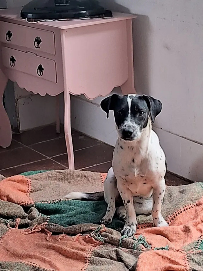 Cachorro raça Dálmata idade 7 a 11 meses nome Kyla 