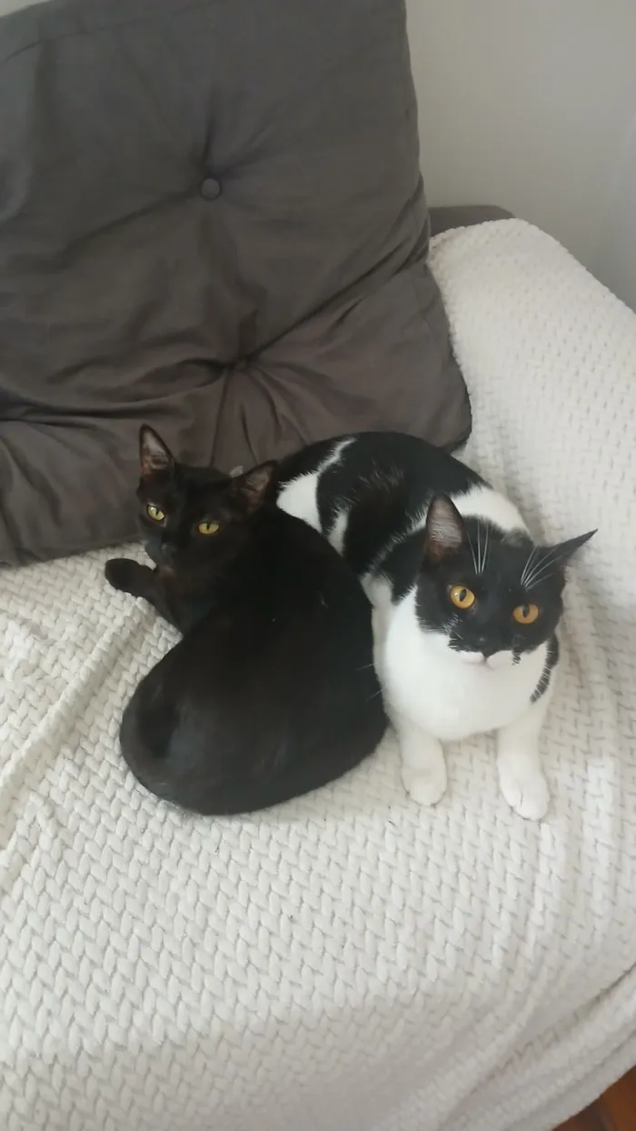 Gato raça SRD-ViraLata idade 4 anos nome Pretinha e Frajola