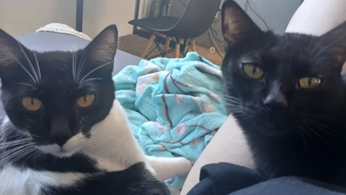 Gato raça SRD-ViraLata idade 4 anos nome Pretinha e Frajola