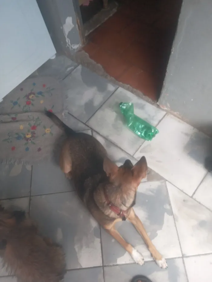 Cachorro raça Yorkshire idade Abaixo de 2 meses nome Adriano Monteiro