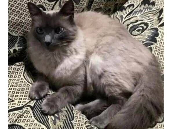 Gato raça Siamês idade 5 anos nome DIMAS