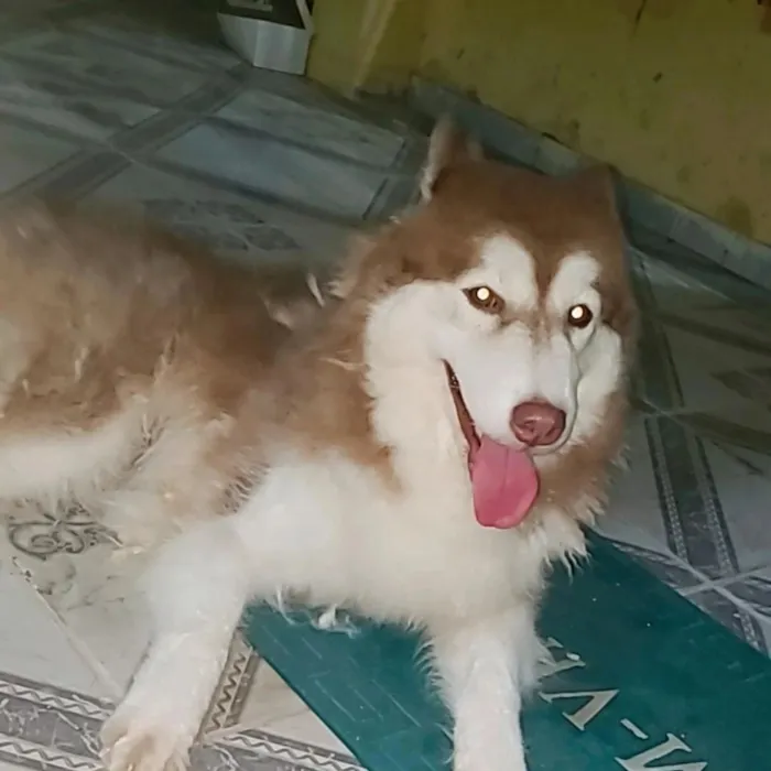 Cachorro raça Yorkshire idade 1 ano nome ELAINE CRISTINA SILVA DE ARAUJO